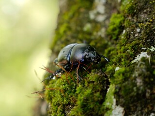 Beetle on tree trunk, Thorectes intermedius, a one of earth-boring dung beetles or dor beetles, Geotrupidae family. Italy
