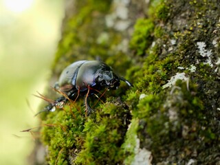 Beetle on tree trunk, Thorectes intermedius, a one of earth-boring dung beetles or dor beetles, Geotrupidae family. Italy
