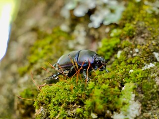 Beetle on tree trunk, Thorectes intermedius, a one of earth-boring dung beetles or dor beetles, Geotrupidae family. Italy
