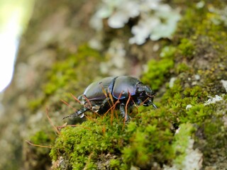 Beetle on tree trunk, Thorectes intermedius, a one of earth-boring dung beetles or dor beetles,...