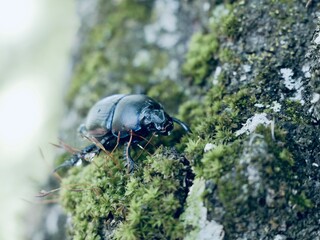 Beetle on tree trunk, Thorectes intermedius, a one of earth-boring dung beetles or dor beetles, Geotrupidae family. Italy