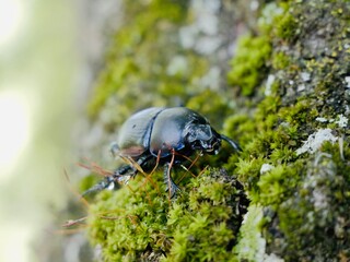 Beetle on tree trunk, Thorectes intermedius, a one of earth-boring dung beetles or dor beetles,...