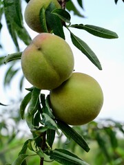 The ripening peaches on the peach (Prunus persica) branches. Lazio region, Italy