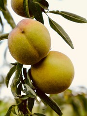 The ripening peaches on the peach (Prunus persica) branches. Lazio region, Italy
