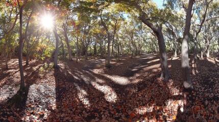 Sunlit autumn forest path