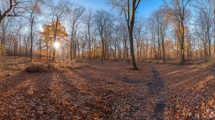 Panoramic view of a sun-drenched autumn forest floor, covered in fallen leaves