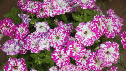 Pink and white spotted Petunia flowers