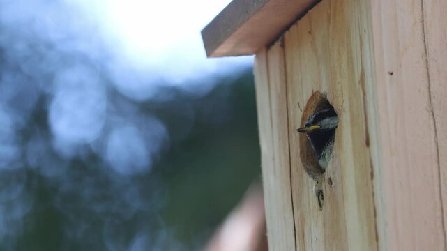 Mountain chickadee (Poecile gambeli) fledgling departs from birdhouse in Janesville, California, captured in a natural pine forest habitat during spring.