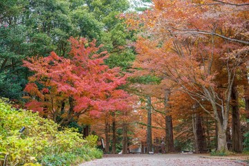 ちょうど見ごろの紅葉に囲まれた秋の公園の情景