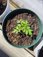 Tomato seedling growing in a pot