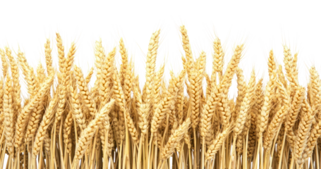 PNG Golden wheat border produce agricultural agriculture.