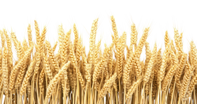 PNG Golden wheat border produce agricultural agriculture.