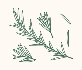 Rosemary Branch and Herbal Oil Logo or Rosemary Icon, Herbs Elements in Vector Format, Floral Rosemary Frame and Border, Hand-Drawn Rosemary Botanical