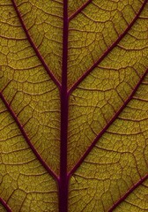 Obraz premium Close-up view of a leaf's intricate veins and texture.