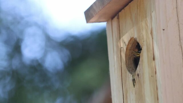 Adult mountain chickadee (Poecile gambeli) feeds grubs to a chick at a cedar birdhouse in a forested backyard in Janesville, California.