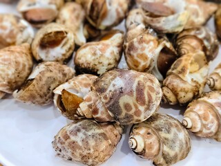 Grilled spotted babylon