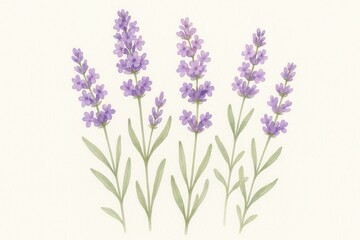 Fototapeta premium Delicate watercolor lavender flower border with soft purple blooms creating elegant floral frame on pristine white background