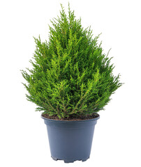 Vibrant green cypress tree home garden plant photography natural light close-up view lush aesthetics for landscaping