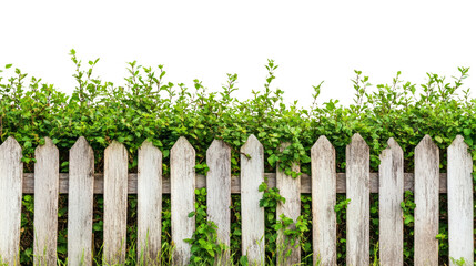 Fototapeta premium Vibrant green shrubs surpassing wooden fence outdoor garden nature photography bright day close-up serenity