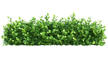 Obraz premium Vibrant green hedge urban garden plant life outdoor setting close-up view nature's serenity