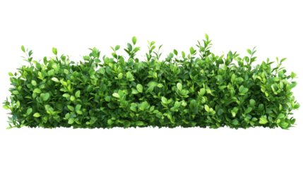 Vibrant green hedge urban garden plant life outdoor setting close-up view nature's serenity