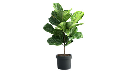 Indoor plant care fiddle leaf fig home decor botanical display cozy environment close-up view greenery concept