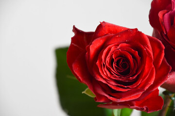 赤い薔薇