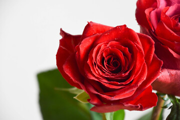 Fototapeta premium 赤い薔薇