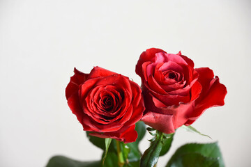 赤いバラ