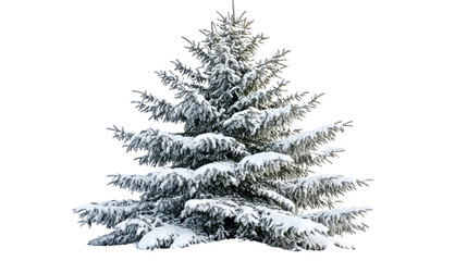Fototapeta premium Snow-covered evergreen tree in a winter wonderland nature scene tranquil environment close-up viewpoint