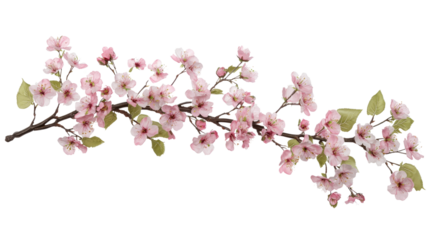 Delicate cherry blossom branch tranquil nature setting floral photography springtime beauty close-up view natural elegance