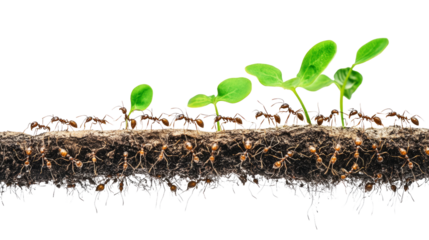 Ants cultivating plants in soil nature photography close-up view ecosystem dynamics