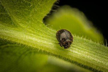 macro of a beetle
