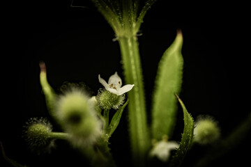 bud of a plant