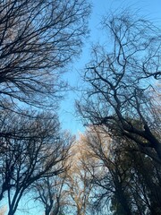 trees and sky