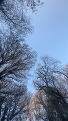 trees and sky