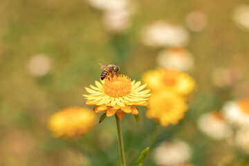 Bee on straw flower; Bee on evergreen