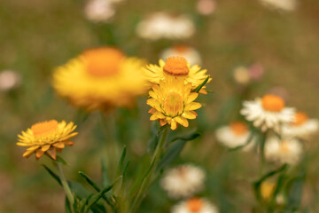 Yellow flowers