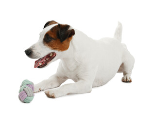 Cute dog playing with toy on white background. Lovely pet