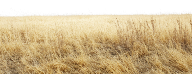PNG Savanna field grass scenery nature.