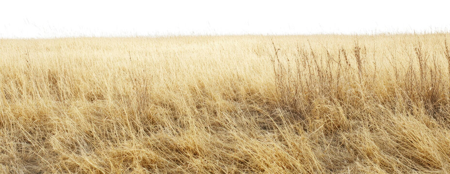 PNG Savanna field grass scenery nature.