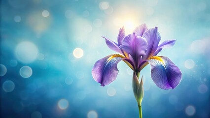 A Single Delicate Purple Iris Blossom Against a Soft Blue Bokeh Background
