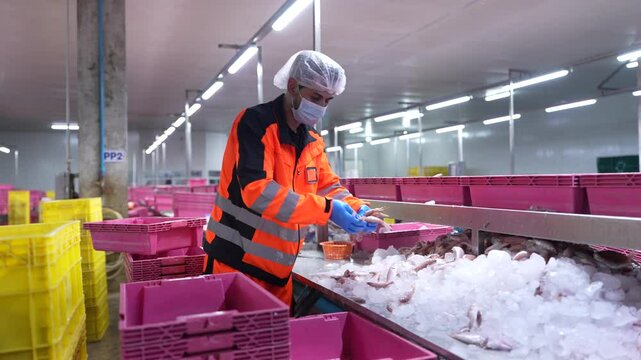A factory worker in protective gear sorting fish into plastic containers at a cold storage facility, ensuring hygiene and quality in seafood processing operations.