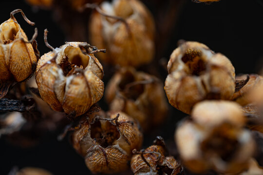 close up of dried flowers
