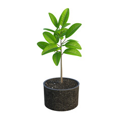 Vibrant Green Sapling in Dark Gray Pot Against Transparent Background