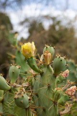 Prickly pear cactus yellow flower. Opuntia ficus-indica, Ria Formosa, Cacela Velha, Algarve	
