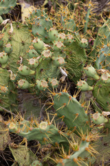 Prickly pear cactus fruits. Opuntia ficus-indica, Ria Formosa, Cacela Velha, Algarve	