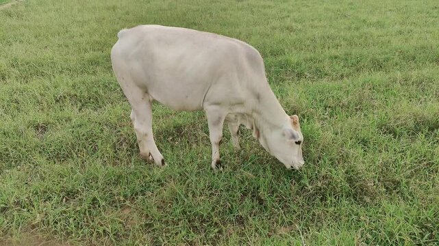 White Indian cow peacefully grazing in lush green pasture, showcasing rural livestock farming and countryside lifestyle