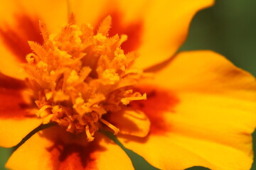 close up of orange flower