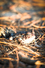 Frog bathing the sunset